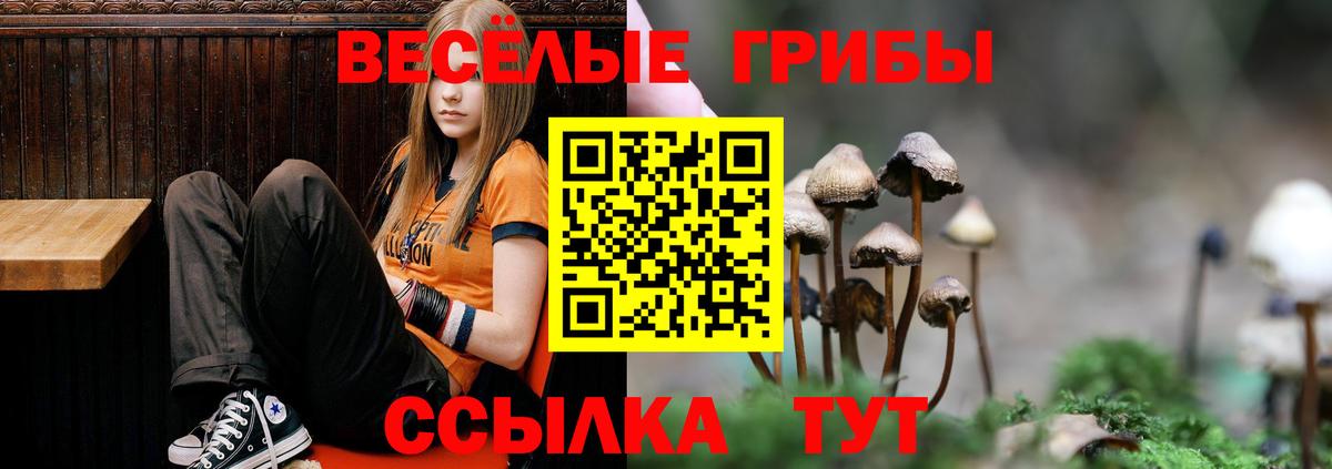 Псилоцибиновые грибы Psilocybine cubensis Карпинск